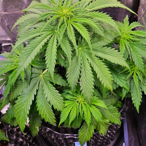 Do-Si-Dos 2 growlog timeline photo