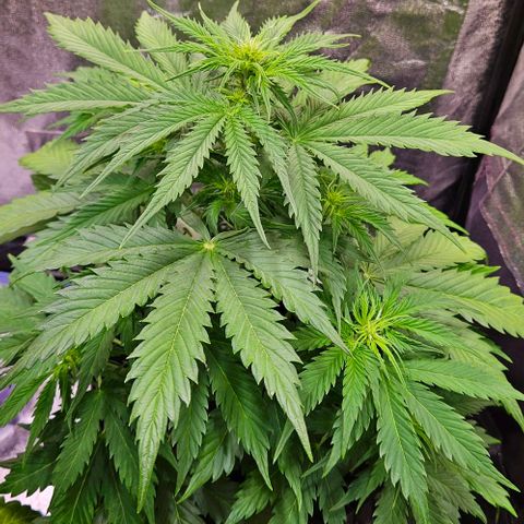 Do-Si-Dos 2 growlog timeline photo