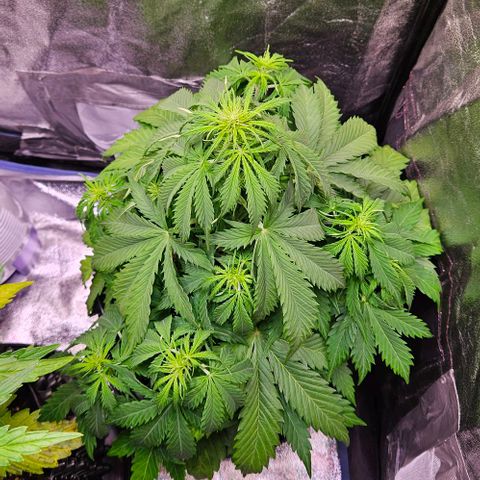 Do-Si-Dos 2 growlog timeline photo
