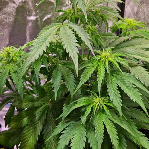Do-Si-Dos 2 growlog timeline photo