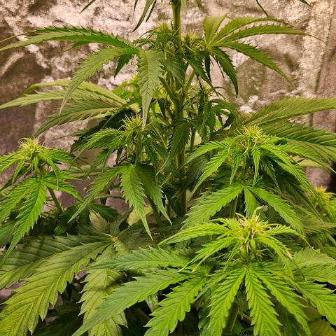 Do-Si-Dos 2 growlog timeline photo