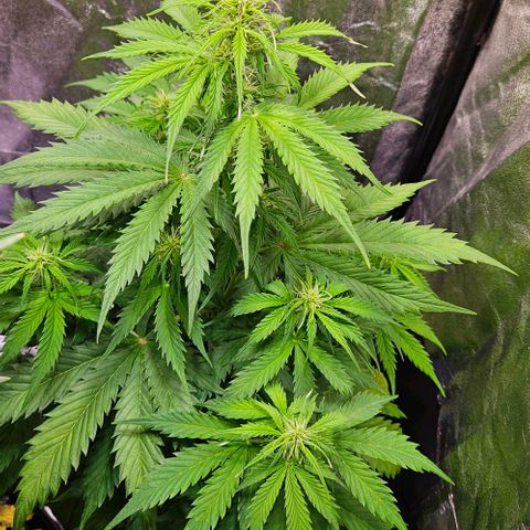 Do-Si-Dos 2 growlog timeline photo