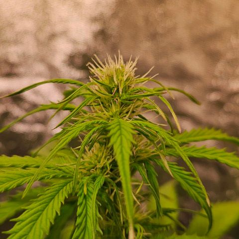 Do-Si-Dos 2 growlog timeline photo
