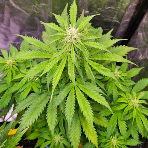 Do-Si-Dos 2 growlog timeline photo