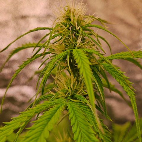 Do-Si-Dos 2 growlog timeline photo