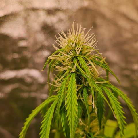 Do-Si-Dos 2 growlog timeline photo