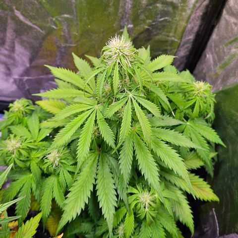 Do-Si-Dos 2 growlog timeline photo