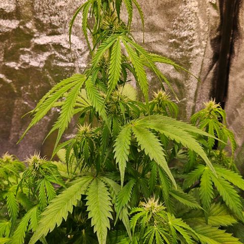 Do-Si-Dos 2 growlog timeline photo