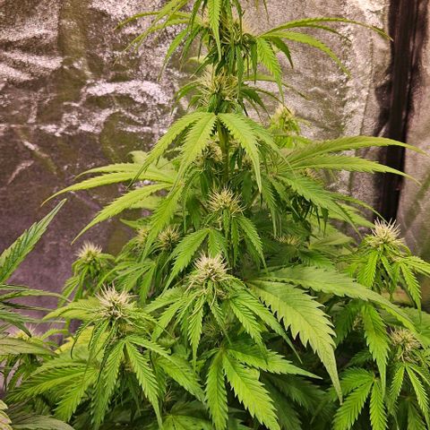 Do-Si-Dos 2 growlog timeline photo