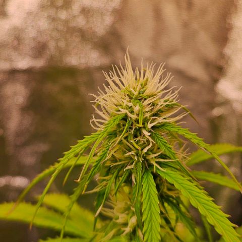 Do-Si-Dos 2 growlog timeline photo