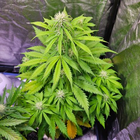 Do-Si-Dos 2 growlog timeline photo