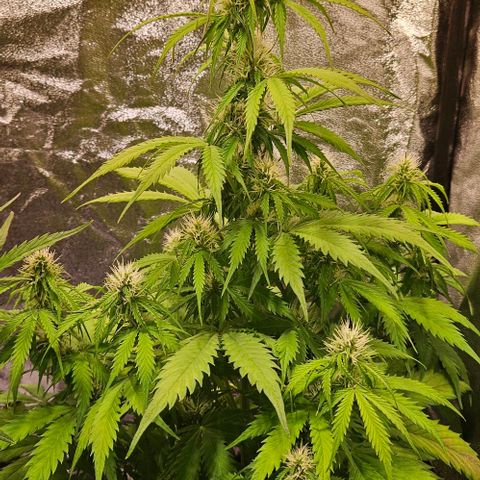 Do-Si-Dos 2 growlog timeline photo