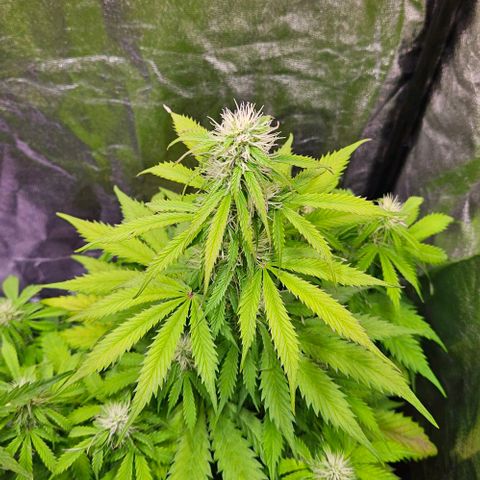 Do-Si-Dos 2 growlog timeline photo