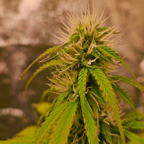 Do-Si-Dos 2 growlog timeline photo