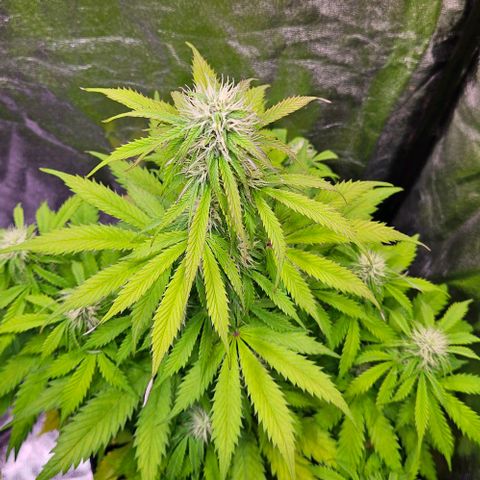 Do-Si-Dos 2 growlog timeline photo