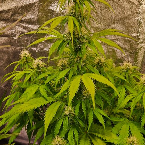 Do-Si-Dos 2 growlog timeline photo