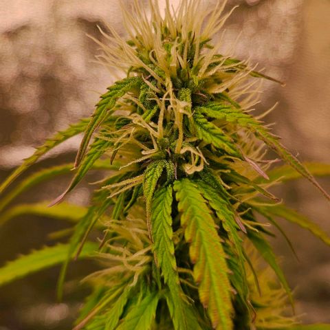 Do-Si-Dos 2 growlog timeline photo
