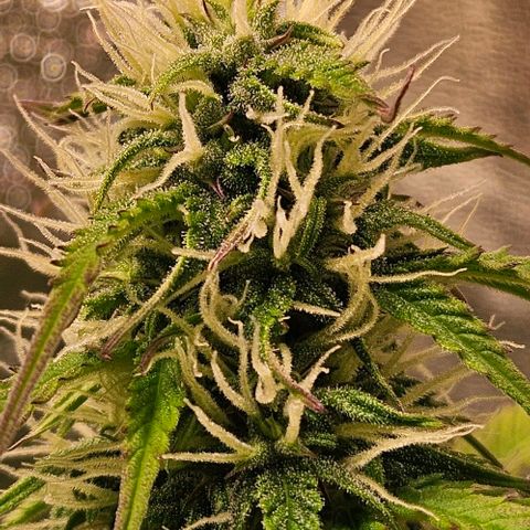 Do-Si-Dos 2 growlog timeline photo
