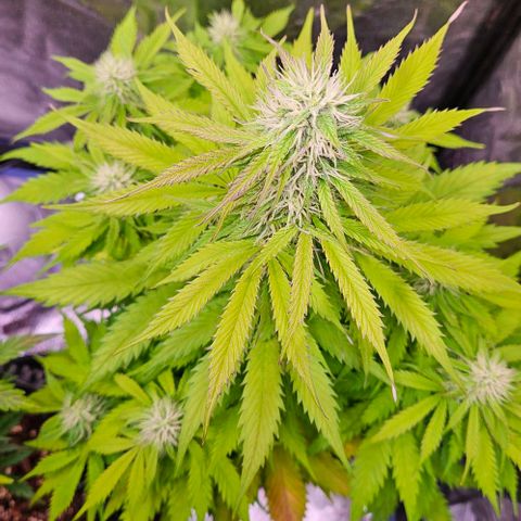 Do-Si-Dos 2 growlog timeline photo
