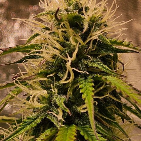 Do-Si-Dos 2 growlog timeline photo