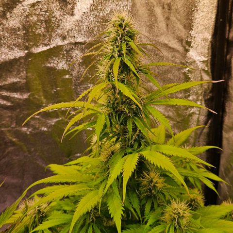 Do-Si-Dos 2 growlog timeline photo