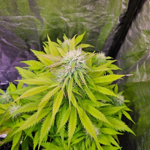 Do-Si-Dos 2 growlog timeline photo