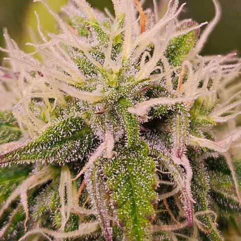 Do-Si-Dos 2 growlog timeline photo
