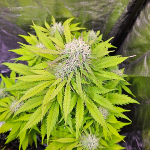 Do-Si-Dos 2 growlog timeline photo