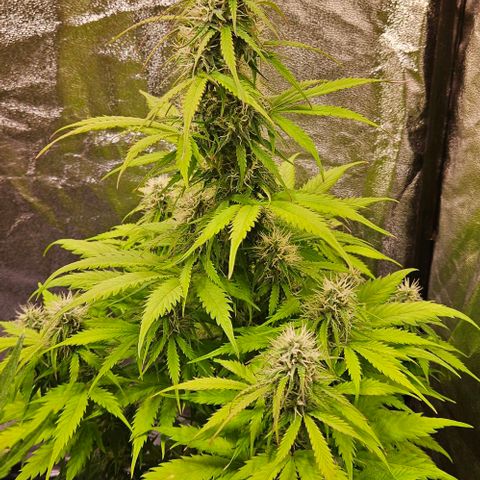 Do-Si-Dos 2 growlog timeline photo