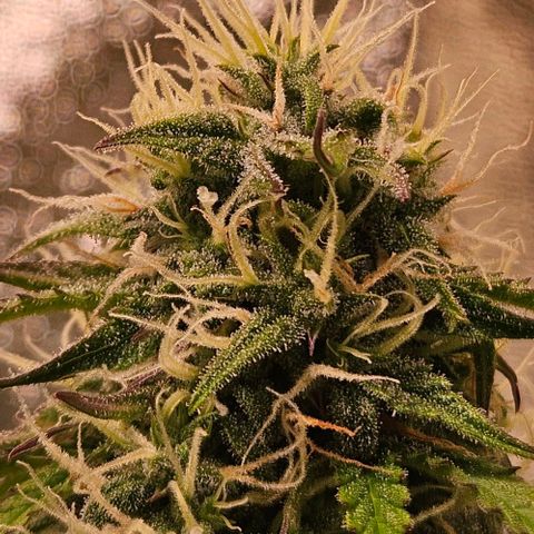 Do-Si-Dos 2 growlog timeline photo