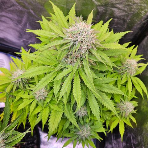 Do-Si-Dos 2 growlog timeline photo