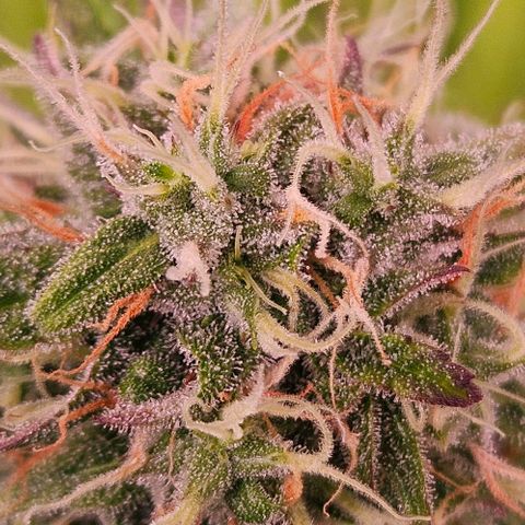 Do-Si-Dos 2 growlog timeline photo
