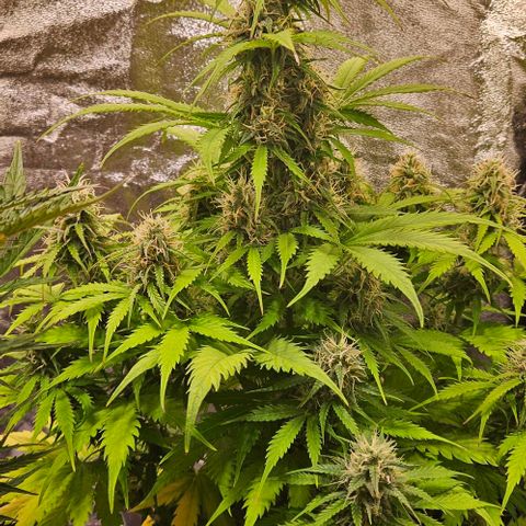 Do-Si-Dos 2 growlog timeline photo