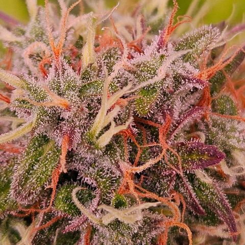 Do-Si-Dos 2 growlog timeline photo