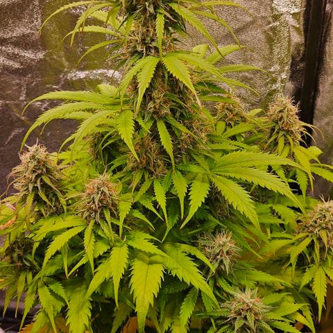 Do-Si-Dos 2 growlog timeline photo