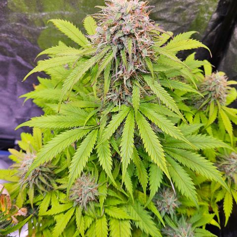 Do-Si-Dos 2 growlog timeline photo