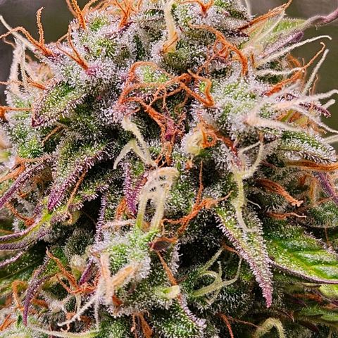 Do-Si-Dos 2 growlog timeline photo