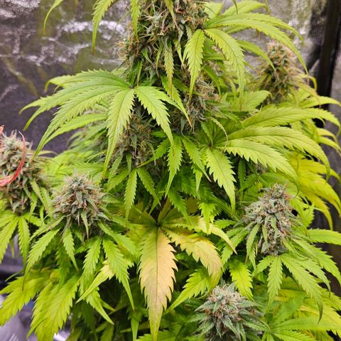 Do-Si-Dos 2 growlog timeline photo