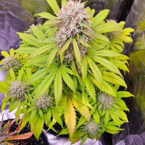 Do-Si-Dos 2 growlog timeline photo