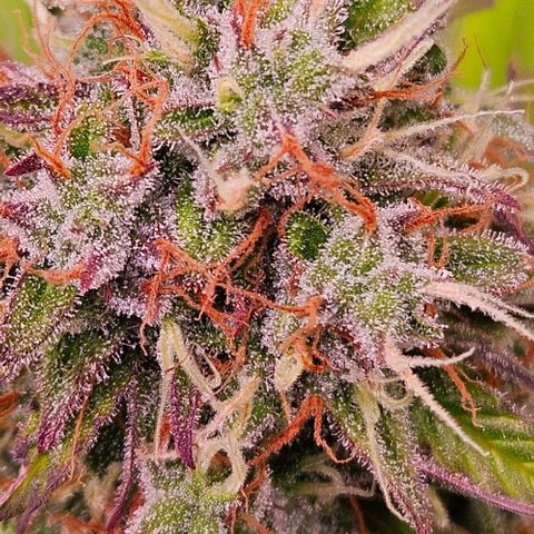 Do-Si-Dos 2 growlog timeline photo