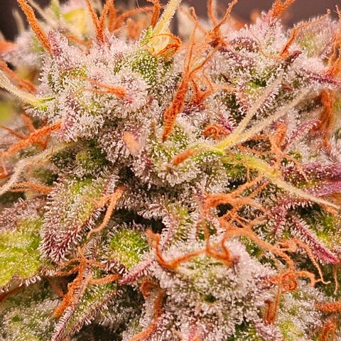 Do-Si-Dos 2 growlog timeline photo