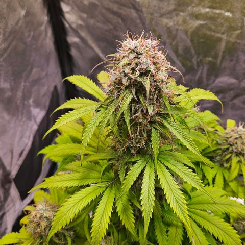 Do-Si-Dos 2 growlog timeline photo