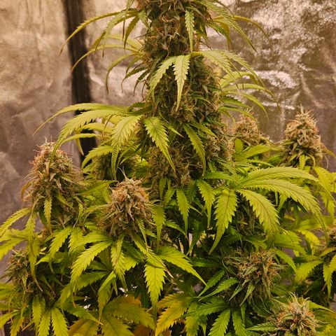 Do-Si-Dos 2 growlog timeline photo