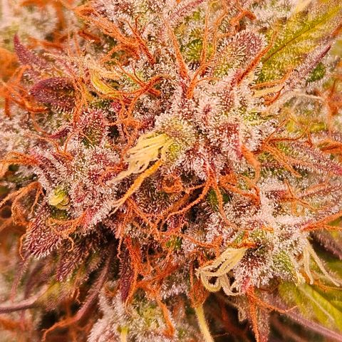 Do-Si-Dos 2 growlog timeline photo