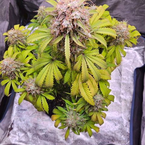 Do-Si-Dos 2 growlog timeline photo