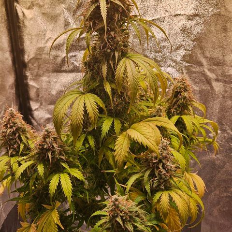 Do-Si-Dos 2 growlog timeline photo