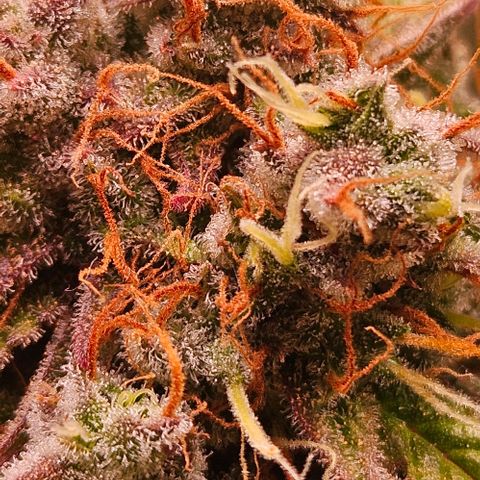 Do-Si-Dos 2 growlog timeline photo