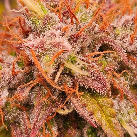 Do-Si-Dos 2 growlog timeline photo