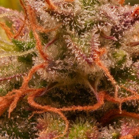 Do-Si-Dos 2 growlog timeline photo