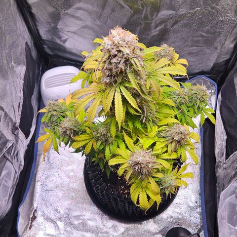 Do-Si-Dos 2 growlog timeline photo